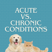 Acute vs. Chronic Conditions & What That Means For Your Dog