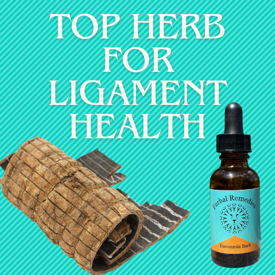 #1 Top Herb To Help Keep Your Dogs Ligaments Healthy & Strong