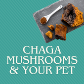 How Chaga Mushroom Can Benefit Your Dog