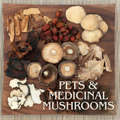 The Top Medicinal Mushrooms Your Dog Needs to Stay Healthy