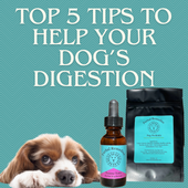 Top Five Tips To Help Your Dog Have Optimal Digestion