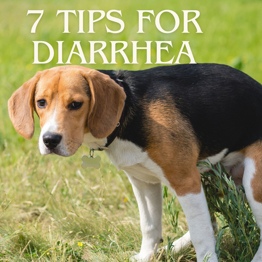 7 Tips To Help Your Dog With Chronic Diarrhea