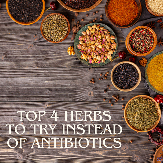 Top 4 Herbs To Try Over Antibiotics For Your Dog