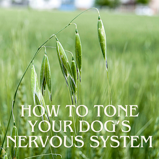 How To Tone Your Dogs Nervous System With Oatstraw Bone Broth