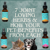 7 Canine Joint Supplements and Which Ones Your Dog Would Benefit From