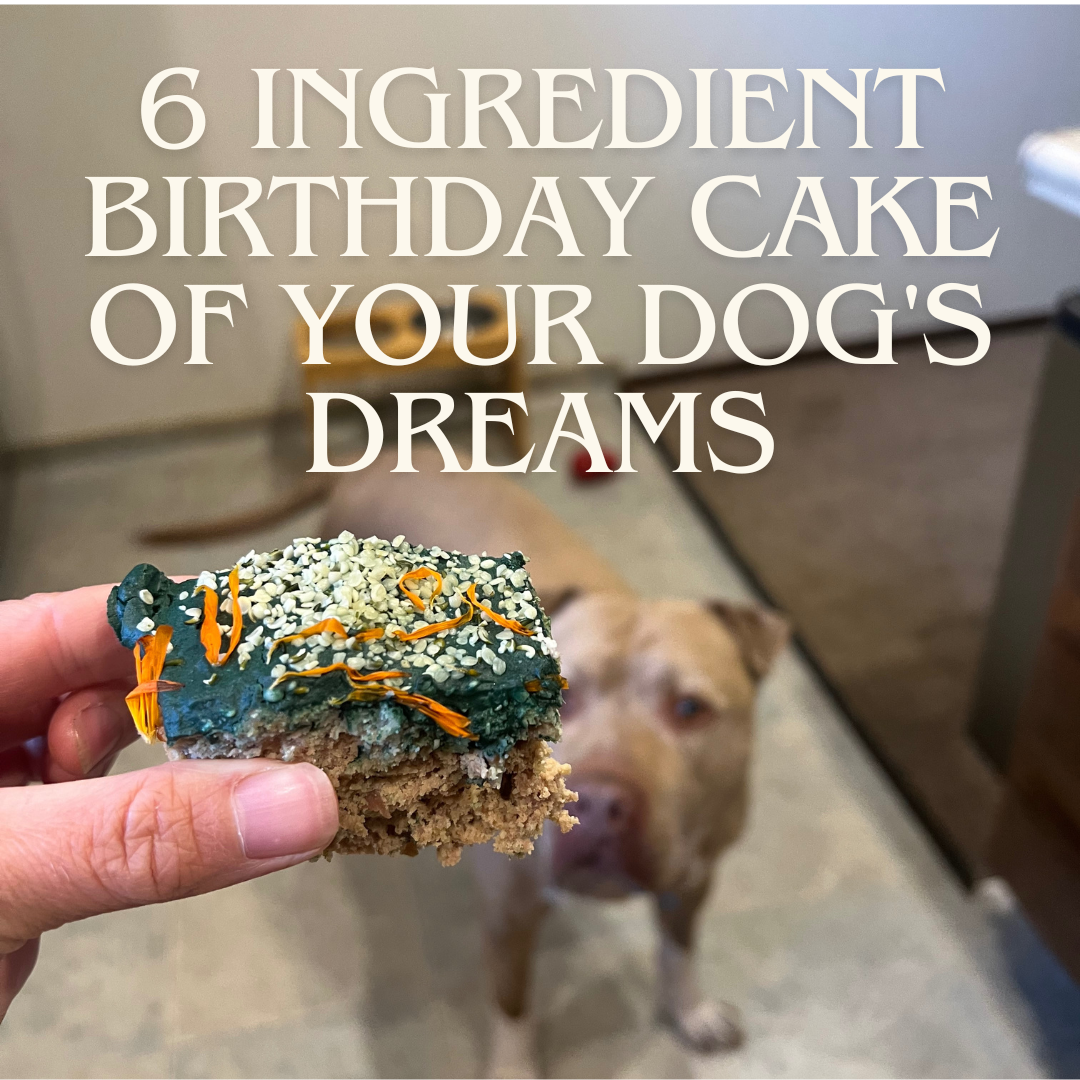 6 Ingredient birthday cake of your dog's dreams - healthy & nourishing