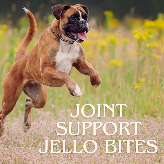 DIY Healthy Joint Jello For Dogs