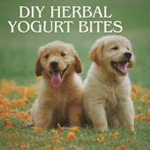 DIY Herbal Yogurt Bites