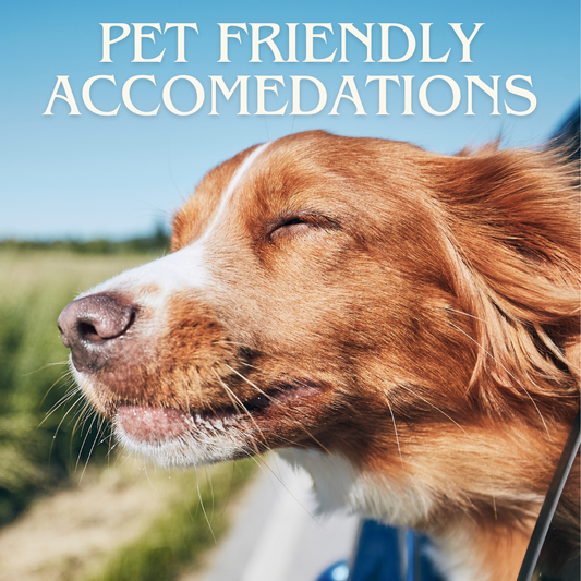 How To Find Pet Friendly Accommodations While Traveling