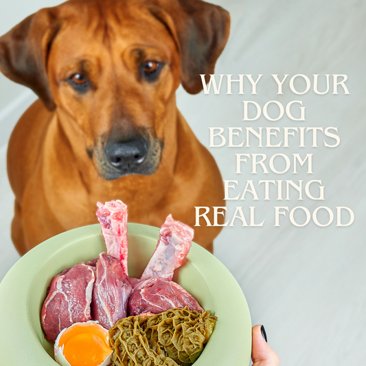 Top Reasons Why Your Dog Needs To Eat "Real" Food