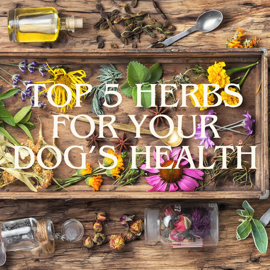 Top 5 Herbs For Your Dogs Health