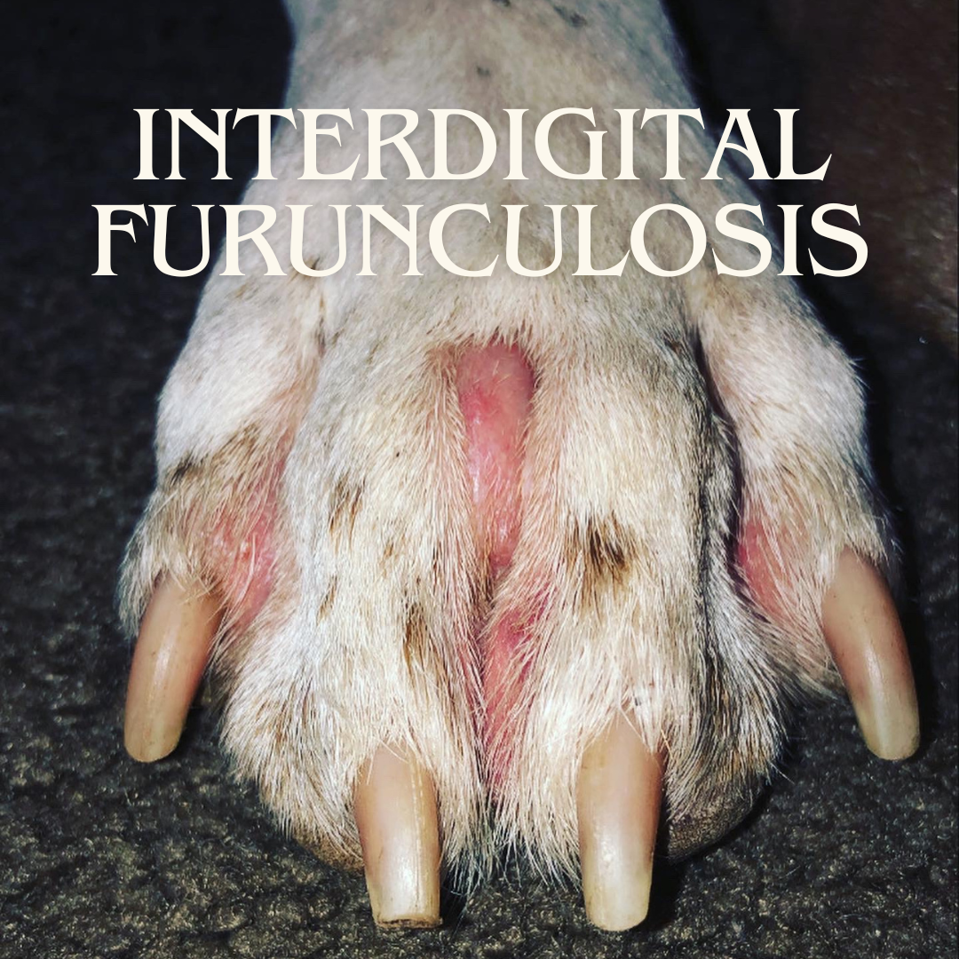 How We Healed Interdigital Furunculosis Naturally – Furbal Remedies