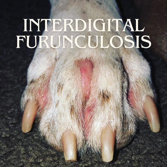 How We Healed Interdigital Furunculosis Naturally