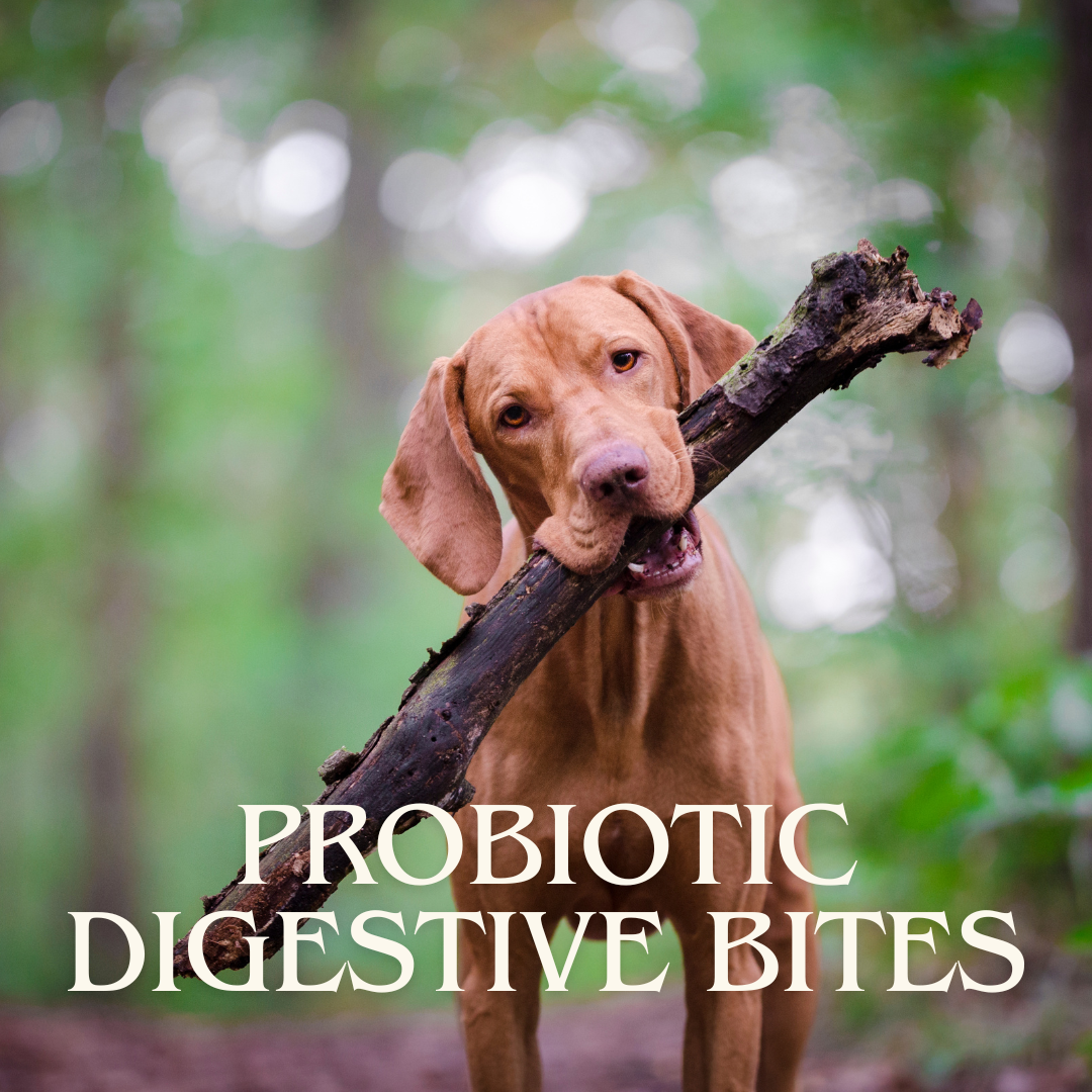 Probiotic Digestive Bites