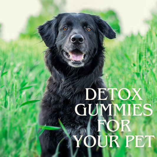 diy natural herbal detox gummy recipe for dogs