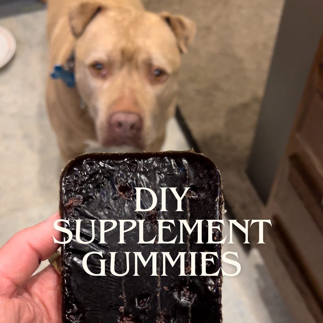 DIY: How to Make Your Dog Herbal Gummy Supplements