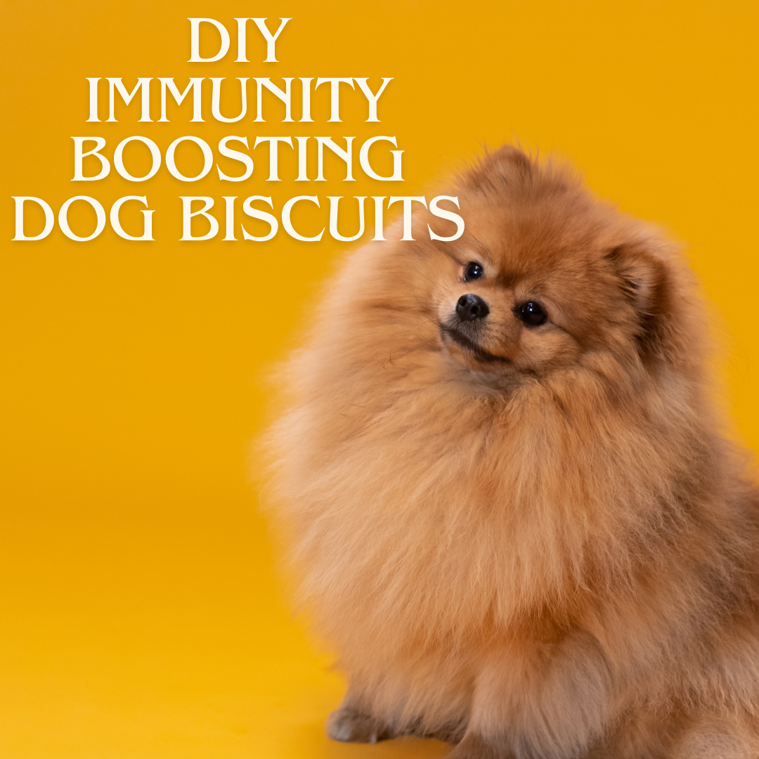 DIY Immunity Boosting Dog Biscuits Recipe