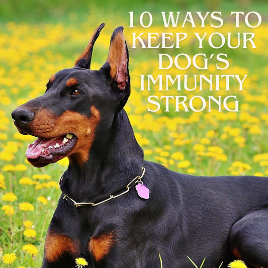 10 Way To Keep Your Dogs Immunity Strong