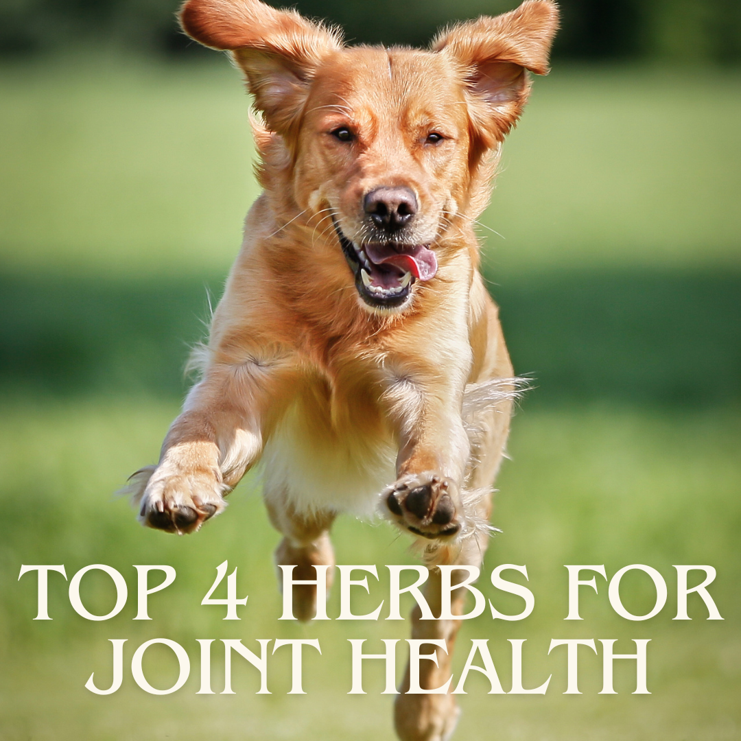 Top 4 Herbal Blends To Keep Your Dog's Joints Happy and Healthy