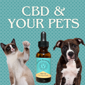 5 Way CBD Can Benefit Your Dog and Cat