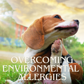 How To Overcome Your Dog's Environmental Allergies