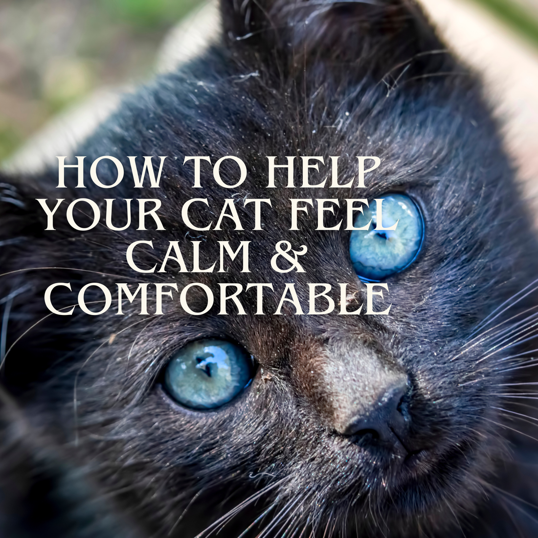 Close-up of a calm cat’s face with text about how to help your cat feel calm and comfortable using cat calming drops.
