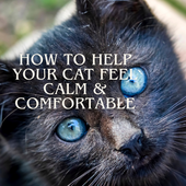 Close-up of a calm cat’s face with text about how to help your cat feel calm and comfortable using cat calming drops.