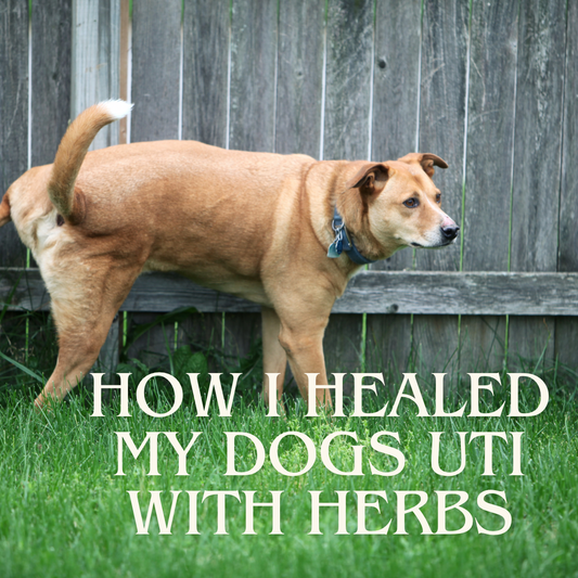 How I Healed My Dog's UTI With Herbal Remedies