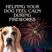 Top Tips To Help Your Dog Feel Safe and Calm During Fireworks