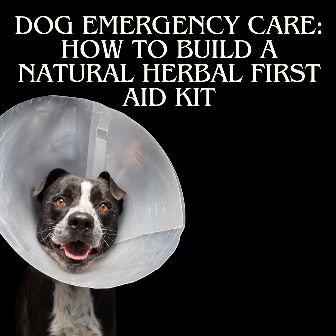 Dog Emergency Care: How to Build a Natural Herbal First Aid Kit