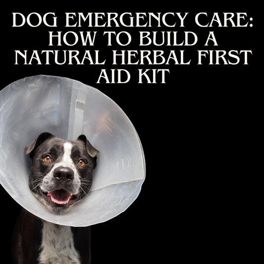 Dog Emergency Care: How to Build a Natural Herbal First Aid Kit