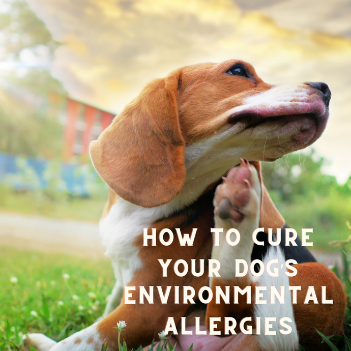 How To Overcome Your Dog's Environmental Allergies