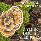 The Top Medicinal Mushrooms to Boost Your Dog's Immune System Against Allergies