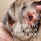 3 Steps To Help Your Yeasty Dog