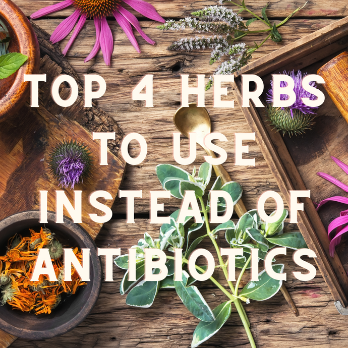 Top 4 Herbs To Try Over Antibiotics For Your Dog