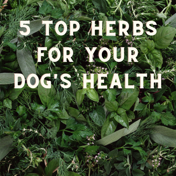Top 5 Herbs For Your Dogs Health