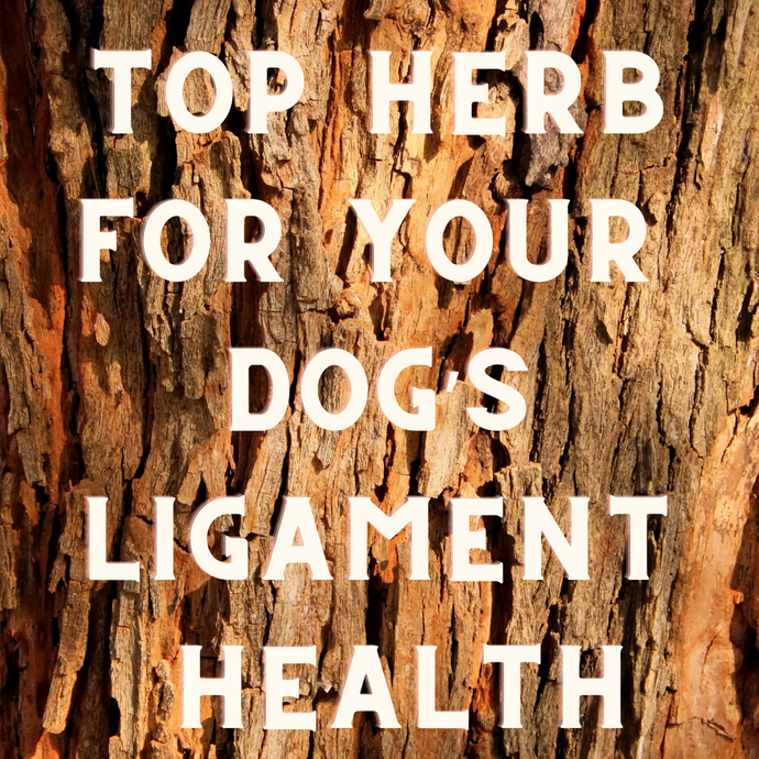 #1 Top Herb To Help Keep Your Dogs Ligaments Healthy & Strong