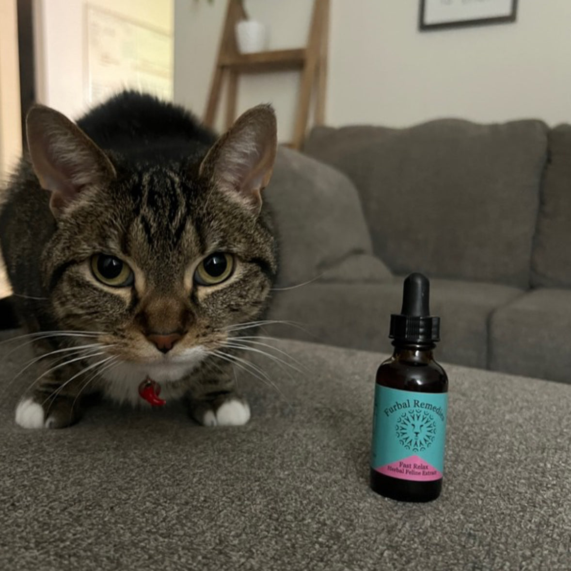 Anxiety — Feline Fast Relax Extract for Cats | Natural Cat Calming Drops