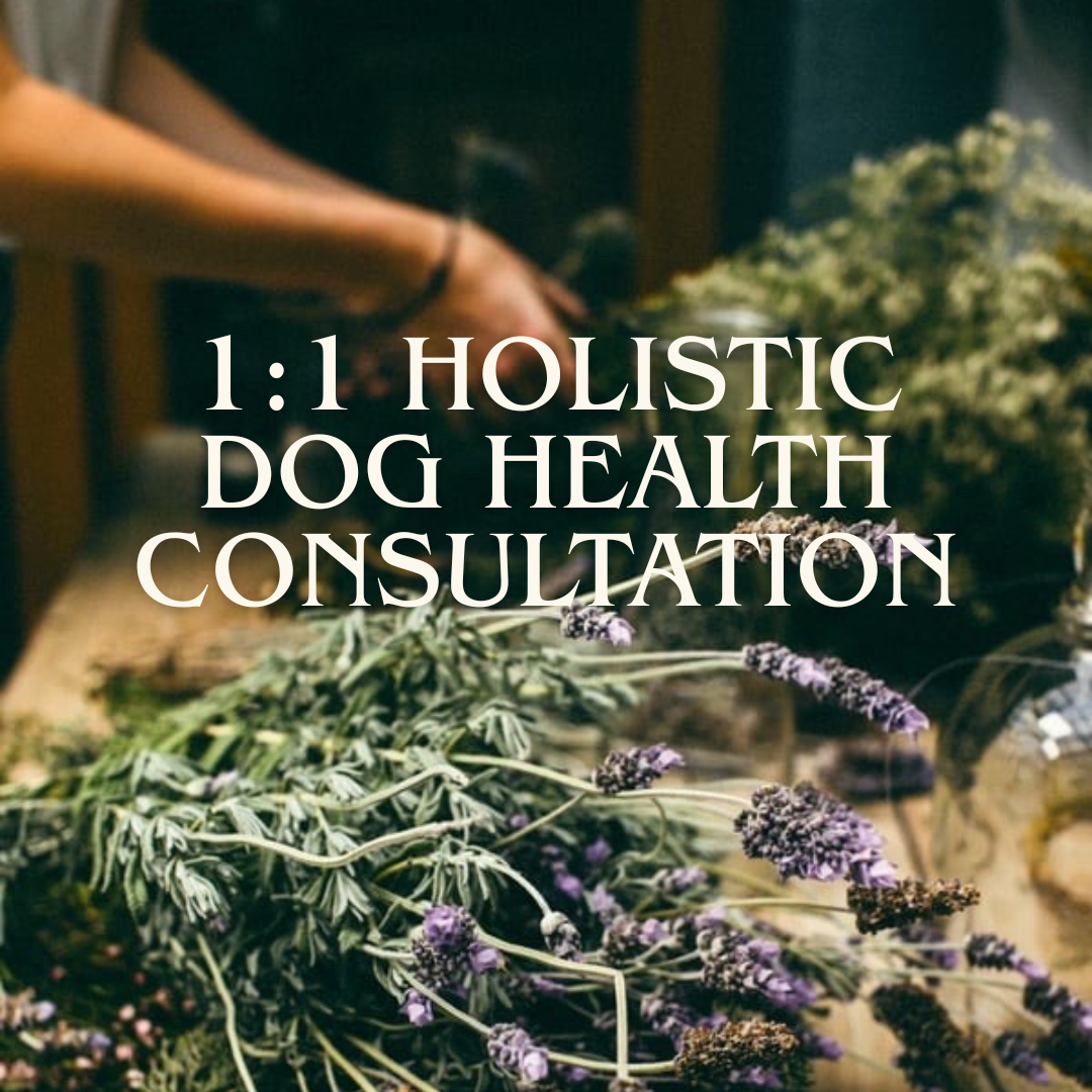 Herbal dog health consultation using a holistic, root-cause approach
