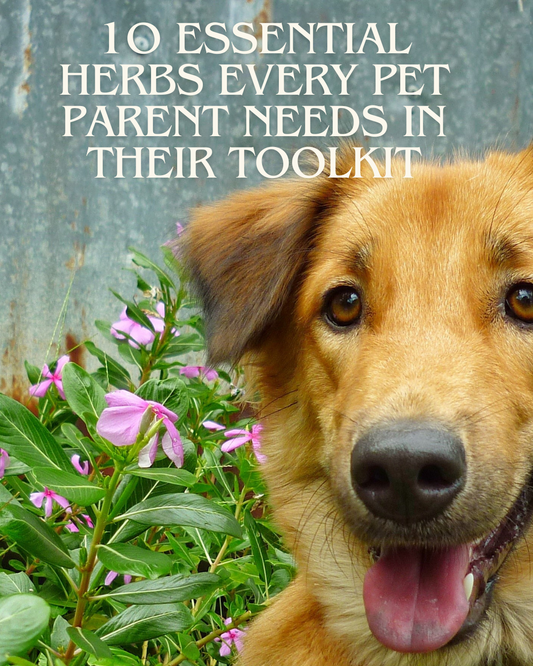 x1. FREE Guide - 10 Essential Herbs Every Pet Parent Needs In Their Toolkit