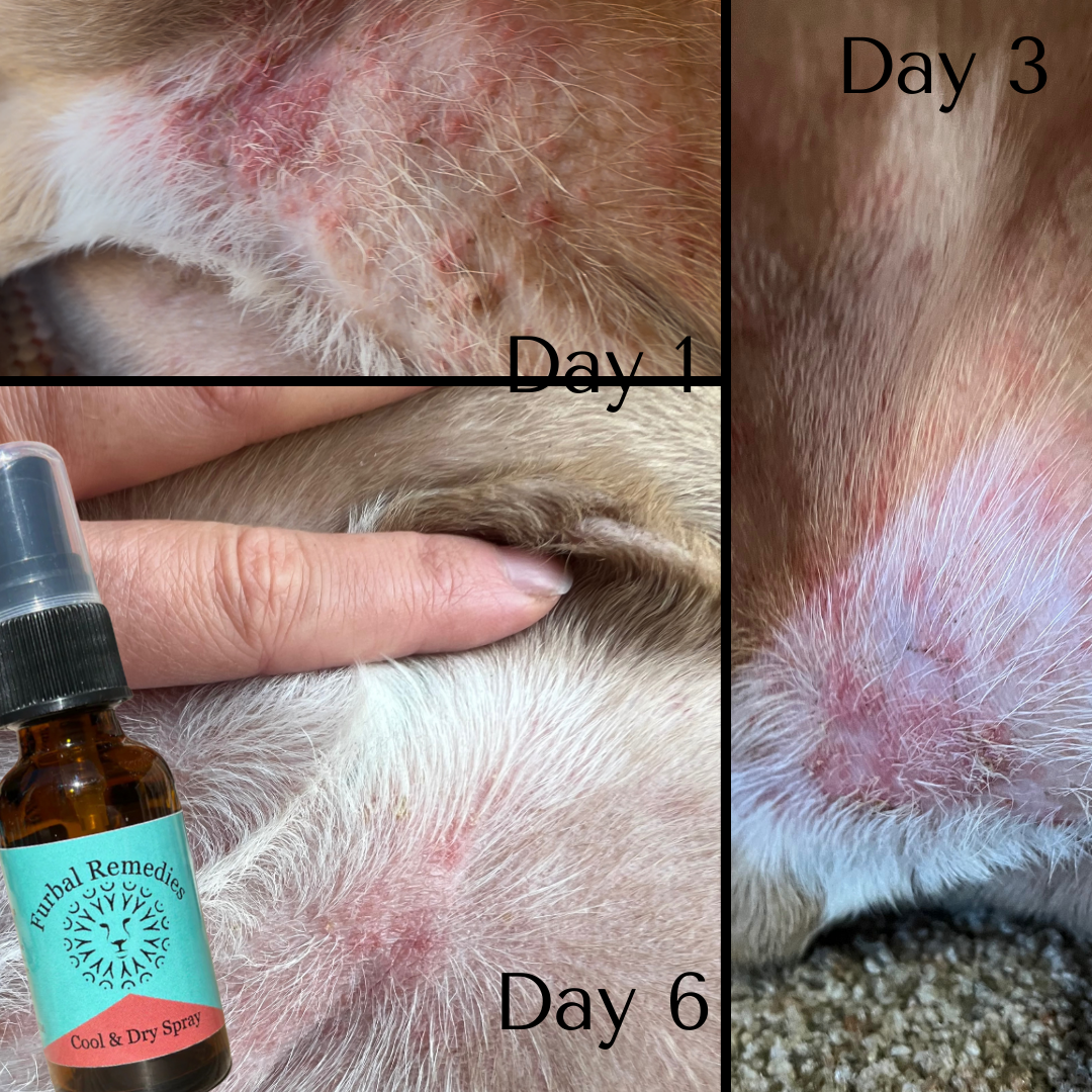 First Aid - Cool & Dry Spray for Dogs & Cats