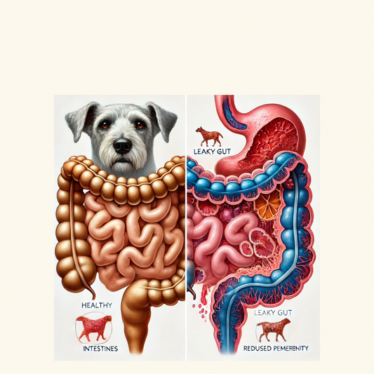 Digestive Intolerance Course — Leaky Gut Reset for Dogs