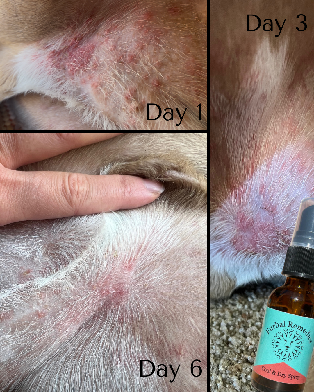 First Aid - Cool & Dry Spray for Dogs & Cats