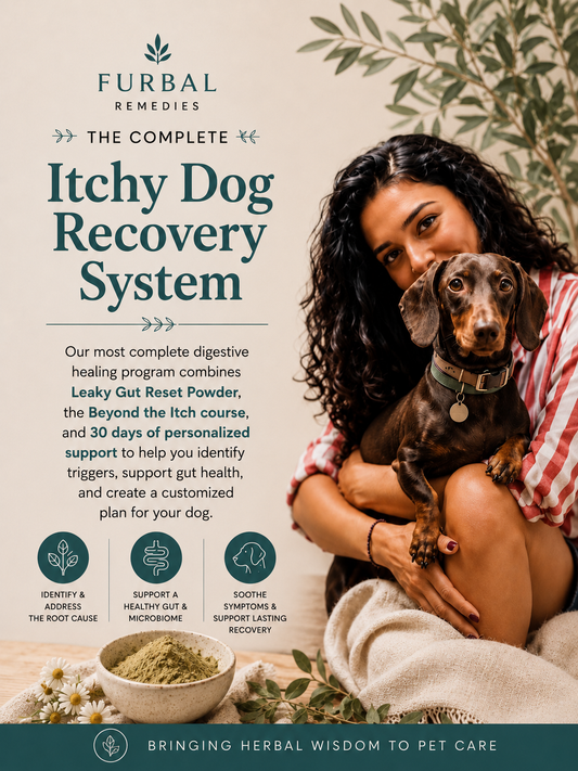 Digestive Intolerances: The Complete Itchy Dog Recovery System
