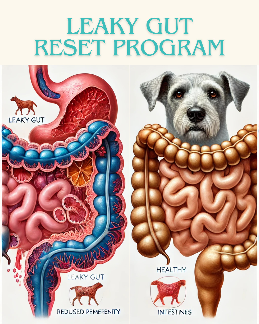 Digestive Intolerance Course for Dogs—self-paced Leaky Gut Reset program for healing food sensitivities naturally.