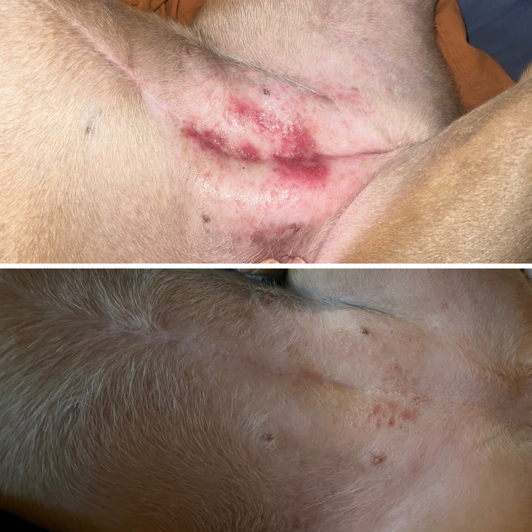 First Aid — Perfect Pet Balm for Dogs & Cats