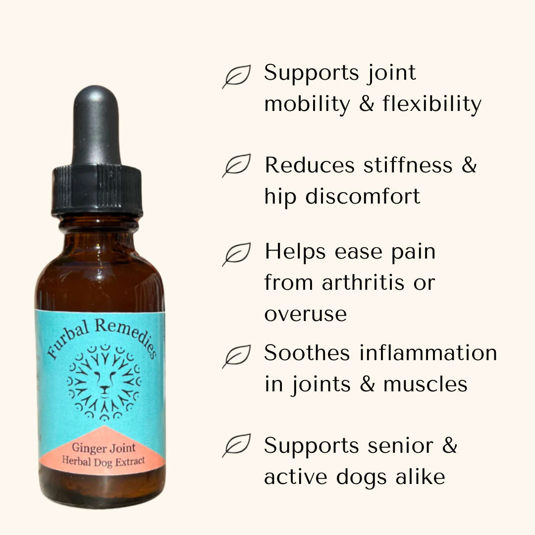 Joint Support — Ginger Joint Extract for Dogs & Cats