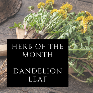Pet herb of the month - Dandelion Leaf