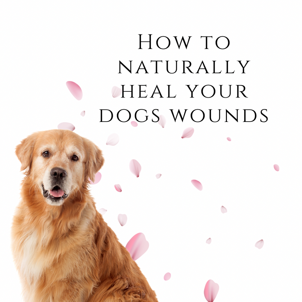 x. How To Naturally Heal Your Dogs Wounds - Download