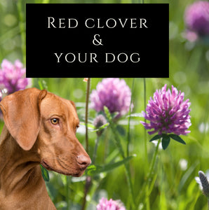 Canine herb of the month - Red Clover